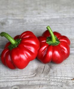 Piment Tomate Apple Red