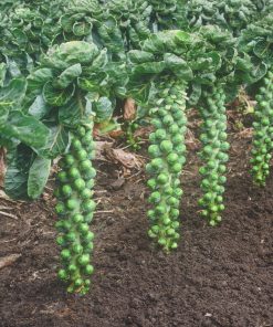 Choux de Bruxelles Catskill