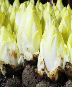 Endive Witloof – Belge