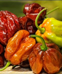 Piment Seven Pot Chocolat