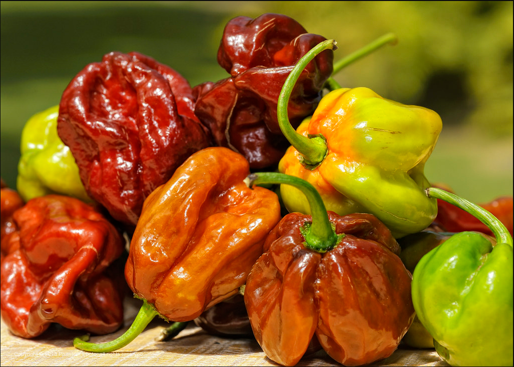 Piment Seven Pot Chocolat