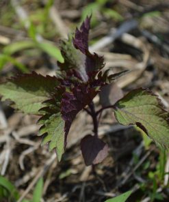 Shiso Bicolor