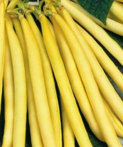 Haricot Doré La ruée vers l&rsquo;or