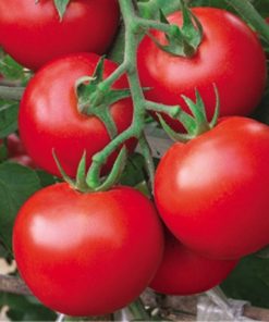 Tomate Précieuse de Sibérie