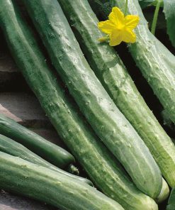 Concombre Lungo Della Cina