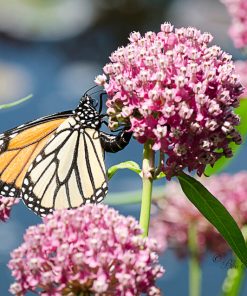 Asclepias incarnata Fleur à Papillons