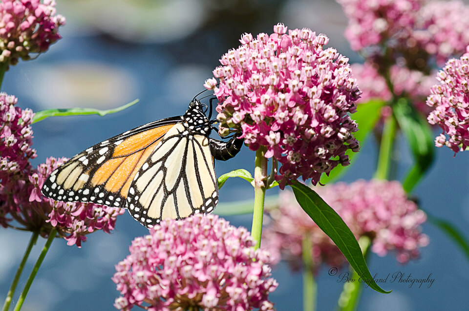 Asclepias incarnata Fleur à Papillons