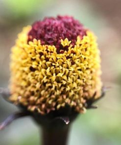 Spilanthes Bulls Eye