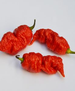 Piment Spiral de la mort