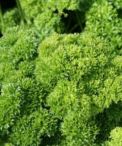 Persil Frisé Champion Moss