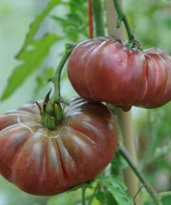 Tomate Ancestrale Purple Calabash
