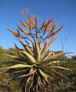 Aloe Vaombe