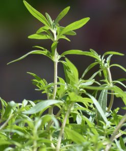 Sarriette d&rsquo;été