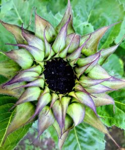 Tournesol Sun-Fill Purple