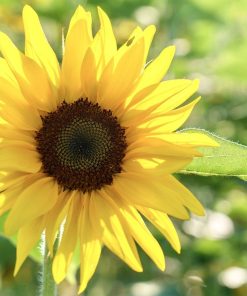 Tournesol Italien Blanc Crème