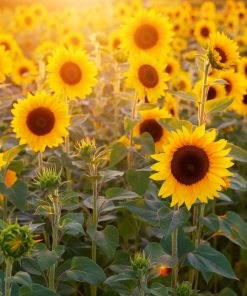 Tournesol Provence d&rsquo;été ensoleillée