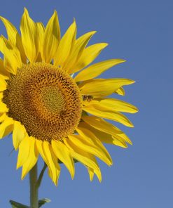 Tournesol Géant à grosses graines SC Select