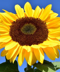 Tournesol Giant Single