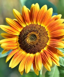 Tournesol Mix Beauté d&rsquo;automne