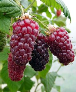 Tayberry de Vancouver