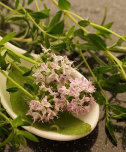 Thym Sauvage