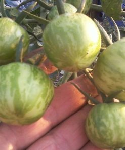 Tomate Zébrée Blanche