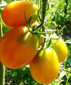 Tomate De Barao Doré
