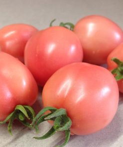 Tomate De Barao Rose