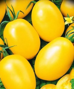 Tomate De Barao Géante Jaune