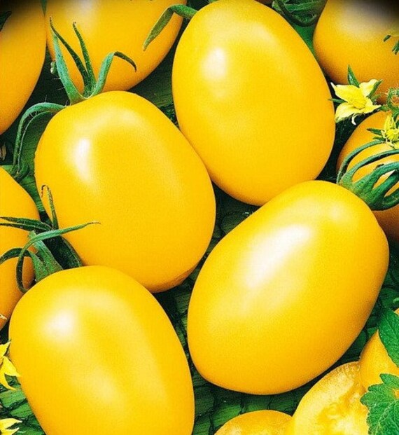 Tomate De Barao Géante Jaune