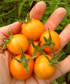 Tomate feu d&rsquo;artifice doré
