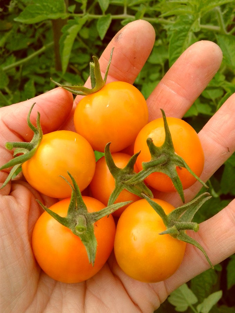 Tomate feu d’artifice doré