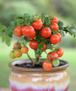 Micro Tomate Bonsaï