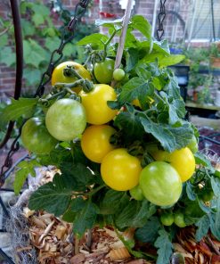 Tomate Micro Jaune Canary