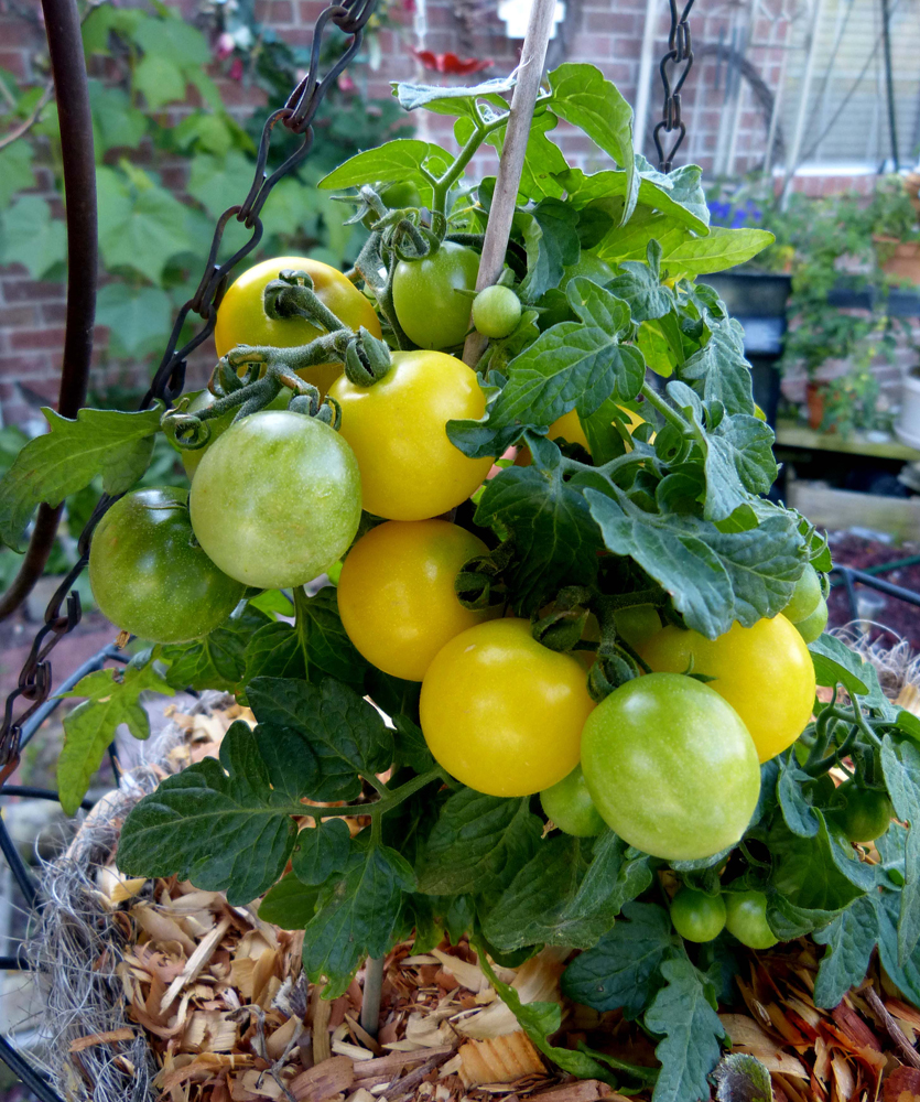 Tomate Micro Jaune Canary