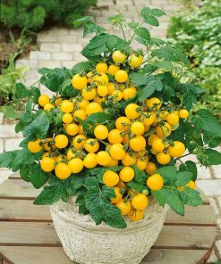 Tomate Mini Lemon