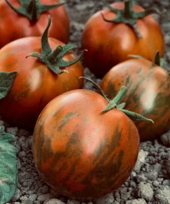 Tomate Noir Zébrée