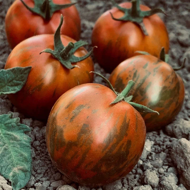 Tomate Noir Zébrée