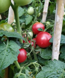 Tomate Micro Pinson Rose