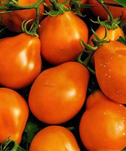 Tomate Figue Orange