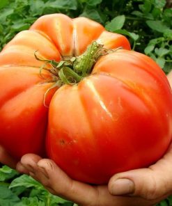 Tomate Ancestrale Le Géant d’Antan