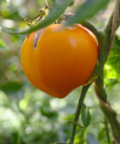 Tomate Golden Hearth