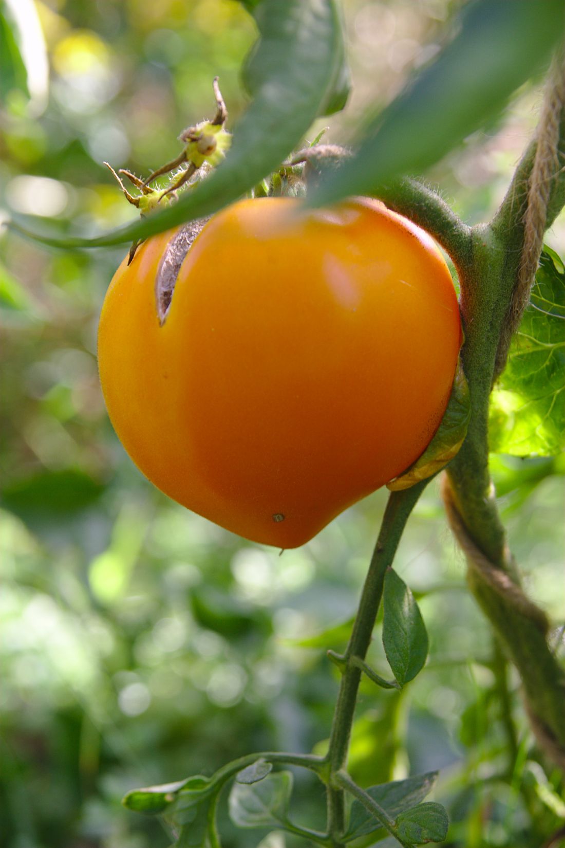 Tomate Golden Hearth
