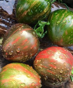 Tomate Mille Clair de Lune