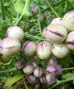 Solanum Peruvianum Tomate Péruvienne Sauvage