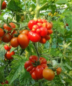 Tomate Allemande Reisetomate