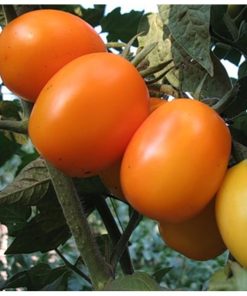 Tomate De Barao Orange