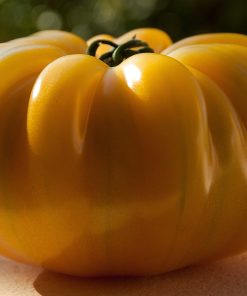 Tomate Ancestrale Mikado Jaune