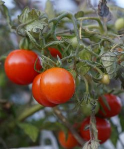 Tomate Micro Pygmée