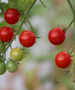 Solanum Pimpinellifolium Tomate sauvage d&rsquo;équateur